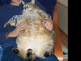 The World's Fattest Cats (Top 5!!!)12