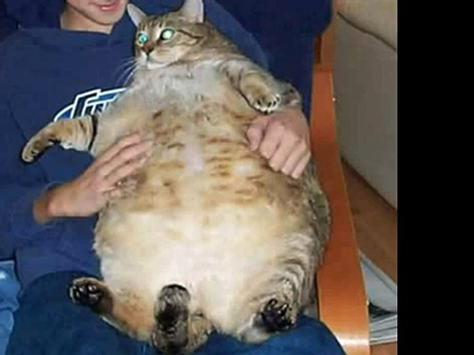 The World's Fattest Cats (Top 5!!!)76