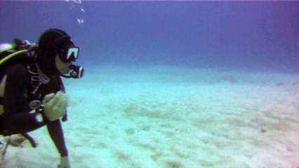 Plongée bouteille "Bull Shark" à Playa del Carmen