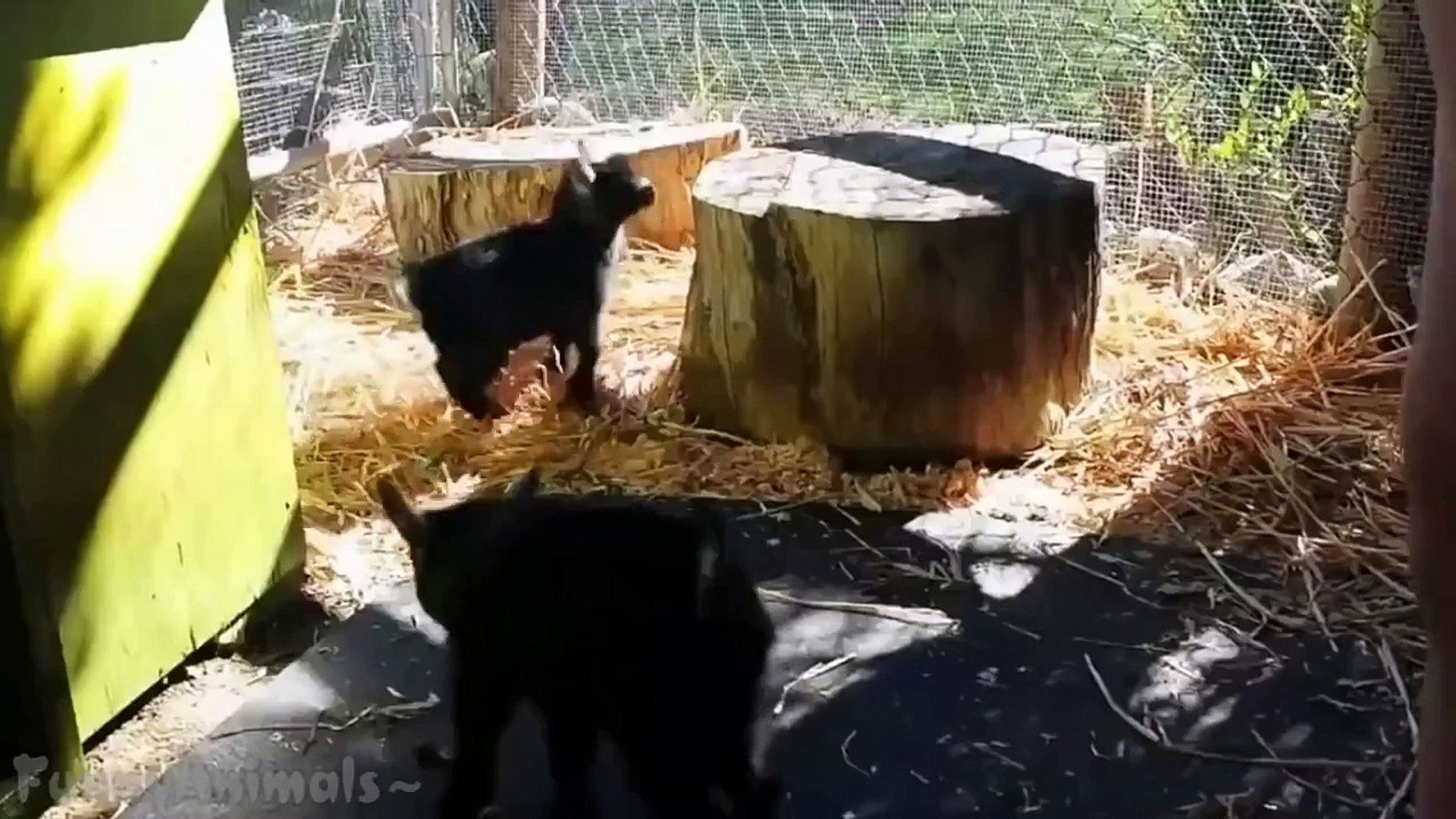 ⁣Cute Baby Goats Compilation || CFS