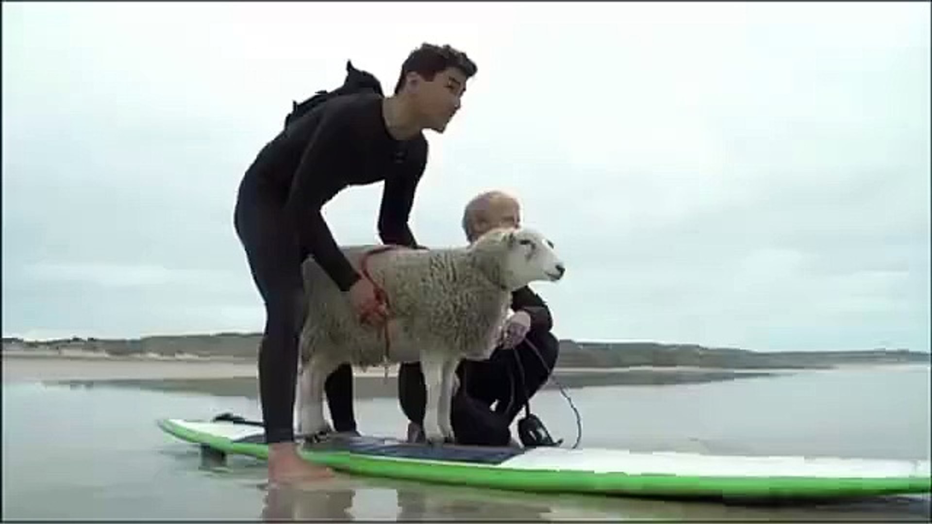 ⁣The surfing sheep