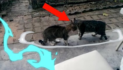 Kedi atışması - mahallenin kabadayı kedileri atışıyor