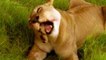 Lion Documentary National Geographic LIONESS EATING CUBS The Extinction of Lions?