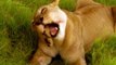 Lion Documentary National Geographic LIONESS EATING CUBS The Extinction of Lions?