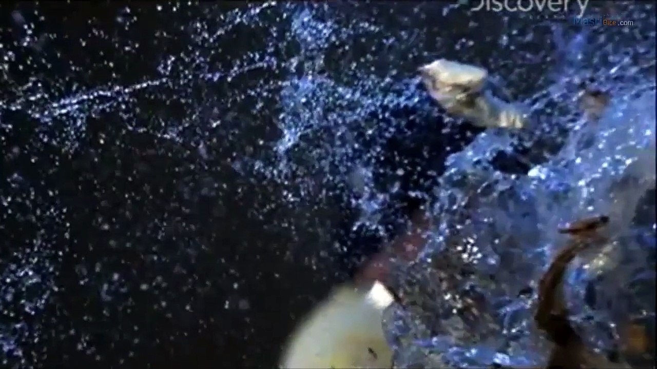 Best HD Slow Motion Videos Collection