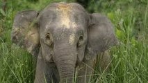 Elephant Life Documentary: The Borneos Pygmy Elephant Documentary (Animal Documentary Ful