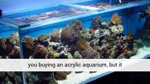 Aquariumplantsuk.Co.Uk Aquatics Store UK