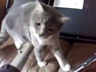 Poor kitty plays a little too hard with the vacuum... lol