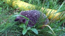Cute And Funny Hedgehog Videos Compilation 2014 [NEW]