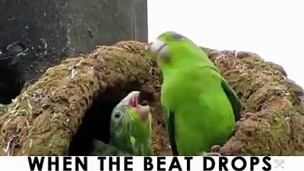 When the beat drops -> Best Cute Parrots Ever