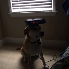 The best friend that we can have .... woof