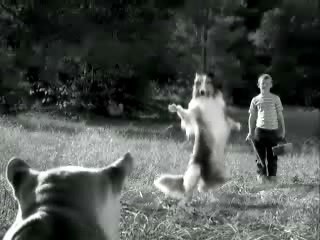 Lassie