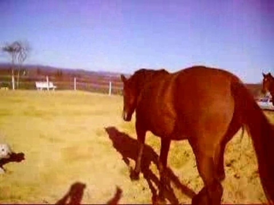 Mes chevaux2