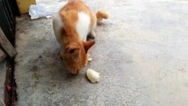 Beautiful Stray Cat Eats Fish Crackers @ A Coffee Shop in Tebong, Malacca