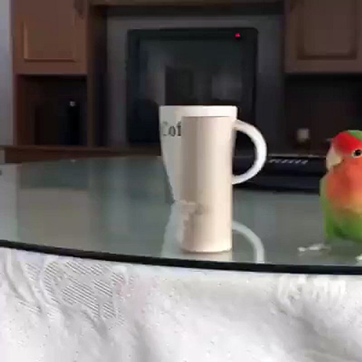 amazing bird