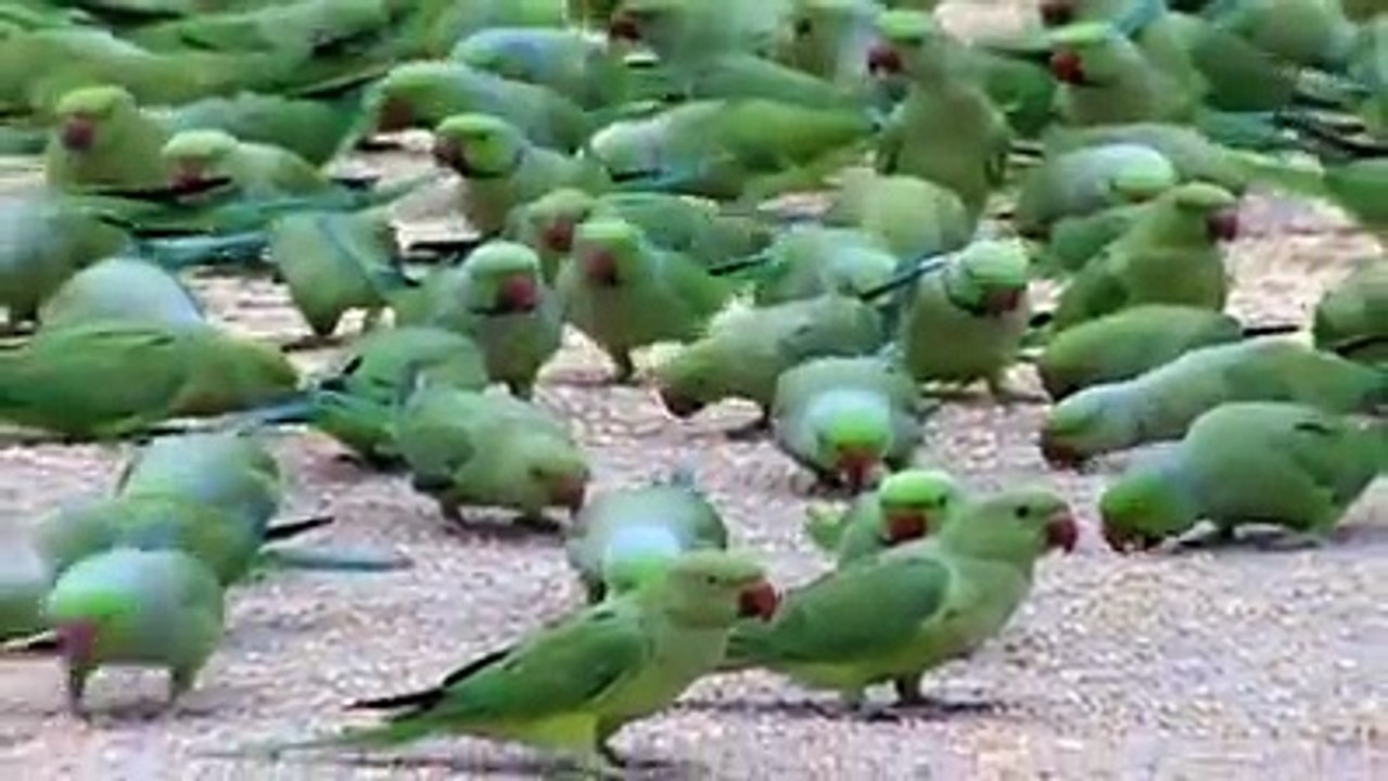Bulk of Beautiful Parrots Gathering Scene - WhatsApp Video