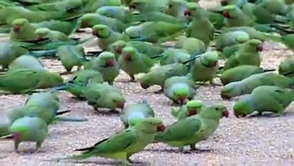 Bulk of Beautiful Parrots Gathering Scene - WhatsApp Video