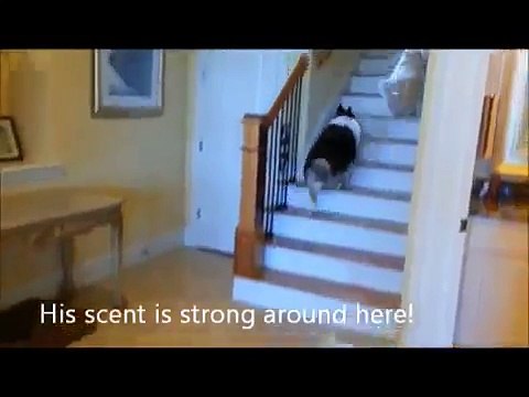Advanced Hide And Seek Funny Pranks Trailers 2012 Funniest Video Funny Dog
