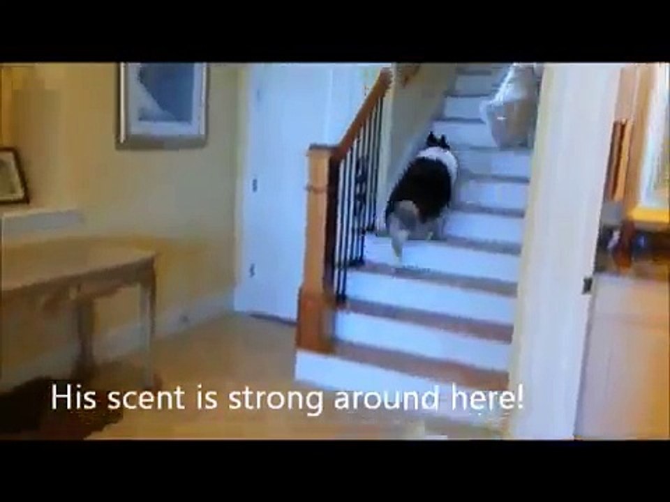 Advanced Hide And Seek Funny Pranks Trailers 2012 Funniest Video Funny Dog