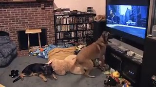 Dog watching his favorite movie