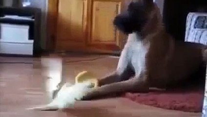 Funny Dog   Great Dane vs Bird