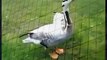 Tapdancing Duck Duck Goose when animals attack