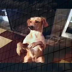 Shoot the dog trick NO ANIMALS WERE HURT    YouTube when animals attack