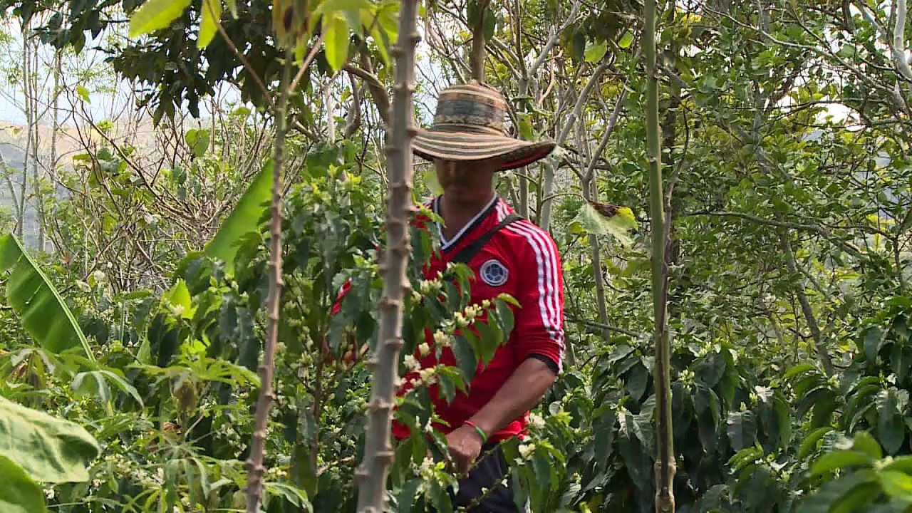 Colombie: la sécheresse menace l'un des meilleurs cafés du monde