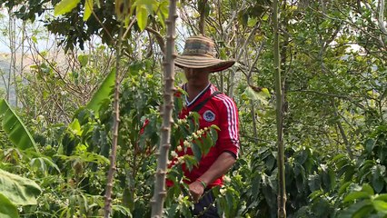 Colombie: la sécheresse menace l'un des meilleurs cafés du monde