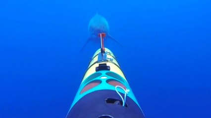 Köpekbalığı Kendisini Çeken Kamerayı Isırdı