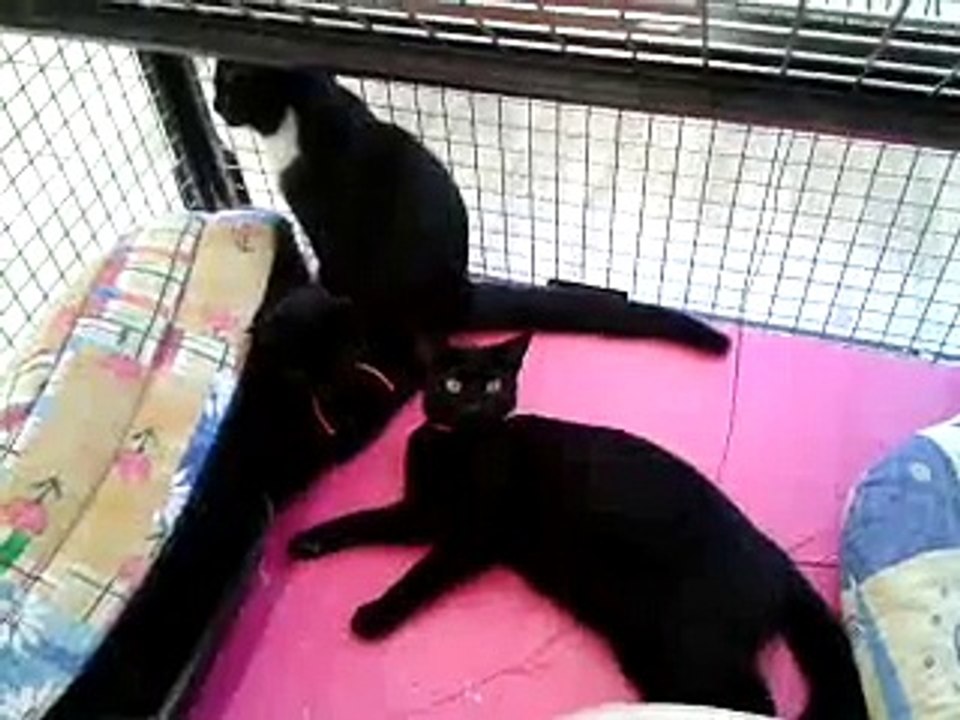 zoé et ses bébés