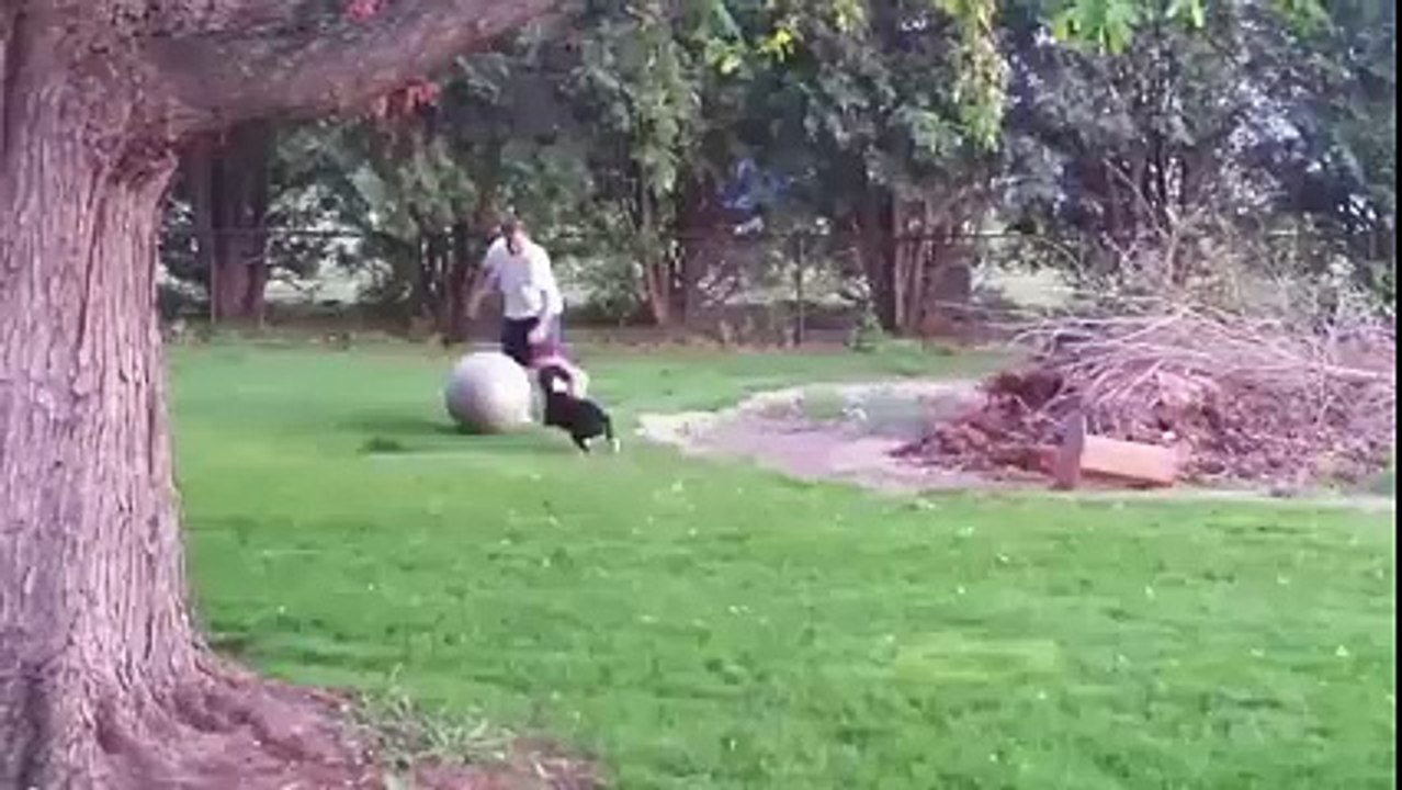 compilation de chien animal