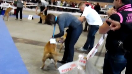 EXPOSITION CANINE CACIB METZ OCTOBRE 2015
