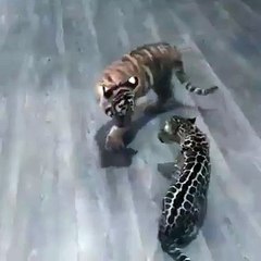 Sweet young Tigers playing!