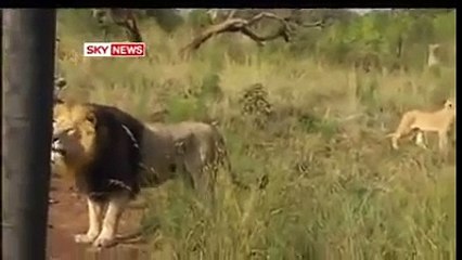 The Lion Man - Shocking and Amazing Real Story