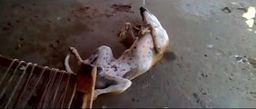 whatsapp funny videos 2015 - dog sleeping different position - very funny whatsapp viral videos 2015