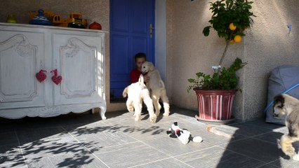 bébé afghan lisa freddie 5 semaines