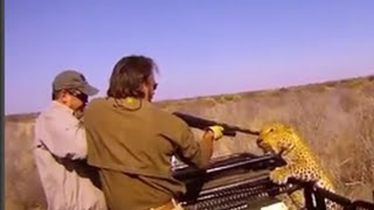 Leopard Attack People Best of Compilation 2015 HD