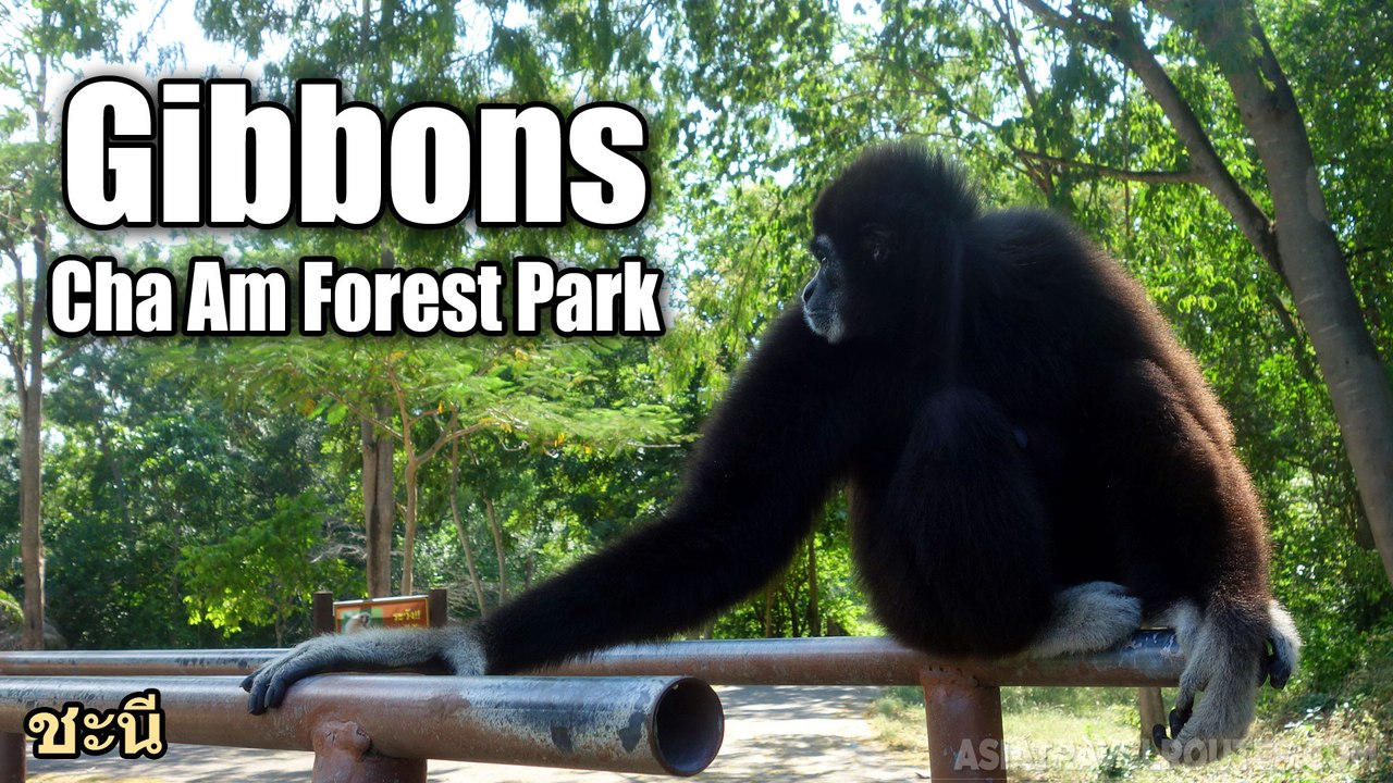 Gibbons in Cha Am Forest Park ชะนี
