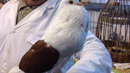 Des bêtes à concours au salon avicole