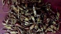 Dried Green Chilli Manufacturers and Exporters