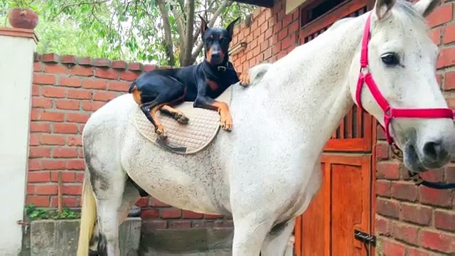Ce que fait ce doberman avec ces chevaux est impressionnant