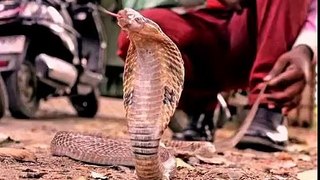 WhatsApp Funny Videos 2015 - Red Snake Image New - WhatsApp Funny Videos