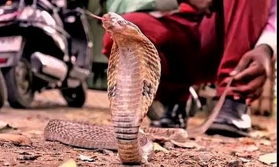 WhatsApp Funny Videos 2015 - Red Snake Image New - WhatsApp Funny Videos