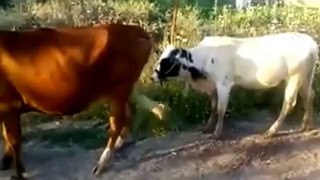 WhatsApp Funny Videos 2015 - Two Cow Doing Sex Video - Funny Videos - WhatsApp Funny Videos_2