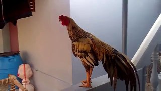 whatsapp funny videos 2015 - very big cock in the world video - funny videos - whatsapp funny videos_2