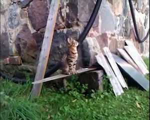 GATO QUE JUEGA AL BASKET BALONCESTO - BUENISIMO! humor gatos - video divertido gatos chistosos