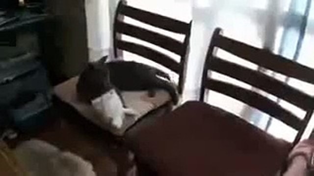 Gato Se Disfraza De Conejo! ★ Gato divertido gato chistoso gato tierno loco risa humor