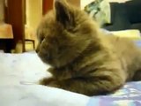 Gato Se Duerme De Golpe! ★ humor gatos - video divertido gatos chistosos risa gato
