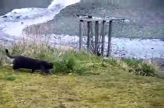 Gato Se Enfrenta A Aguila! ★ humor gatos - video divertido gatos chistosos risa gato